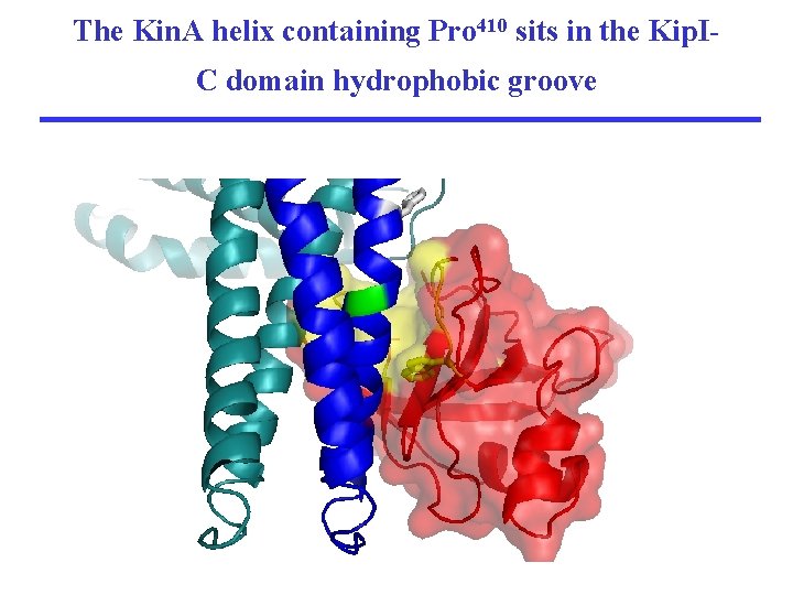 The Kin. A helix containing Pro 410 sits in the Kip. IC domain hydrophobic