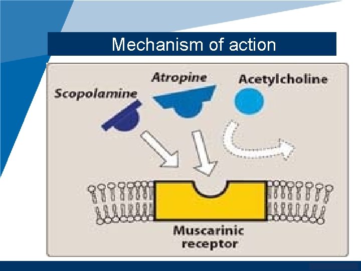 Mechanism of action www. company. com 