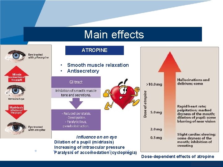 Main effects ATROPINE • • Smooth muscle relaxation Antisecretory Influence on an eye Dilation