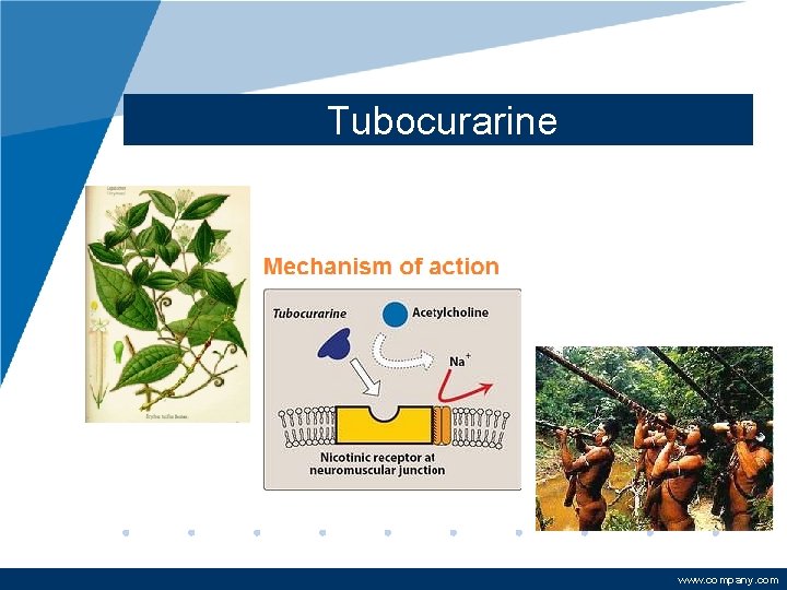 Tubocurarine www. company. com 