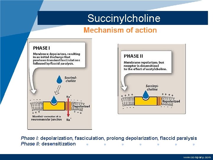 Succinylcholine Phase I: depolarization, fasciculation, prolong depolarization, flaccid paralysis Phase II: desensitization www. company.