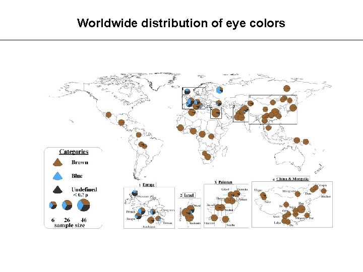 Worldwide distribution of eye colors 