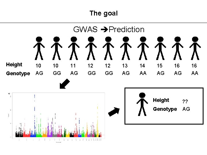 The goal GWAS Prediction Height Genotype 10 AG 10 GG 11 AG 12 GG