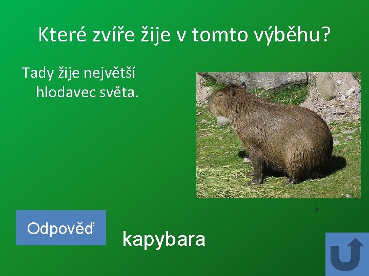 Které zvíře žije v tomto výběhu? Tady žije největší hlodavec světa. 3. Odpověď kapybara