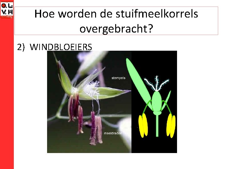 Hoe worden de stuifmeelkorrels overgebracht? 2) WINDBLOEIERS 