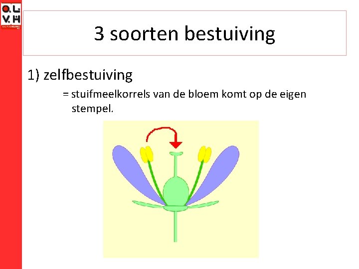 3 soorten bestuiving 1) zelfbestuiving = stuifmeelkorrels van de bloem komt op de eigen