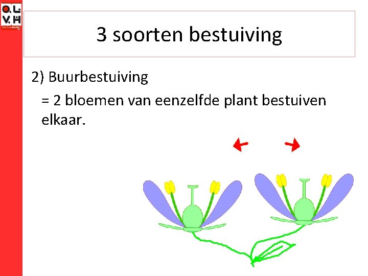 3 soorten bestuiving 2) Buurbestuiving = 2 bloemen van eenzelfde plant bestuiven elkaar. 