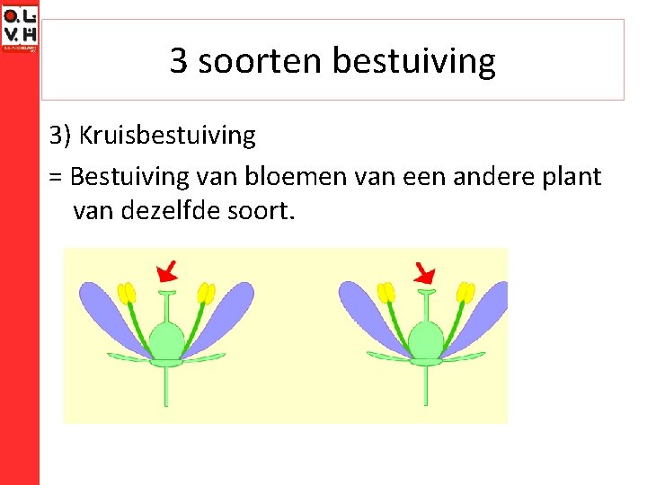 3 soorten bestuiving 3) Kruisbestuiving = Bestuiving van bloemen van een andere plant van