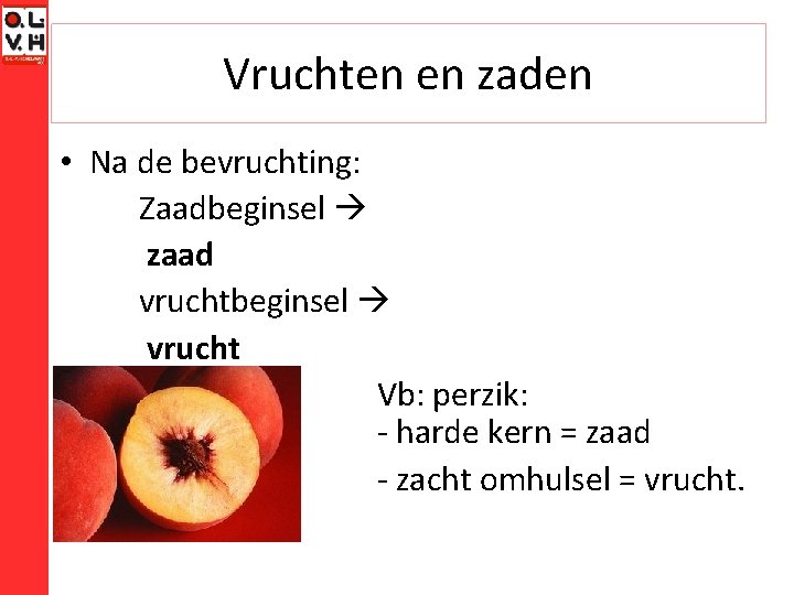 Vruchten en zaden • Na de bevruchting: Zaadbeginsel zaad vruchtbeginsel vrucht Vb: perzik: -