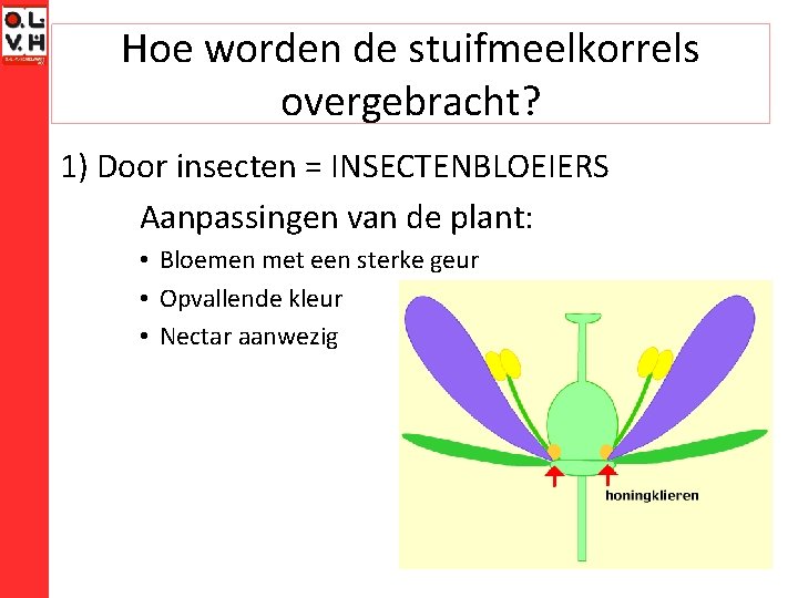 Hoe worden de stuifmeelkorrels overgebracht? 1) Door insecten = INSECTENBLOEIERS Aanpassingen van de plant: