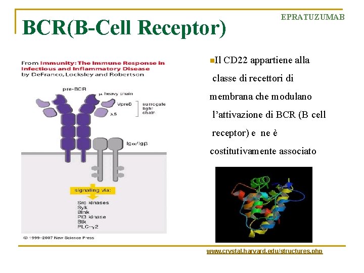 BCR(B-Cell Receptor) EPRATUZUMAB n. Il CD 22 appartiene alla classe di recettori di membrana