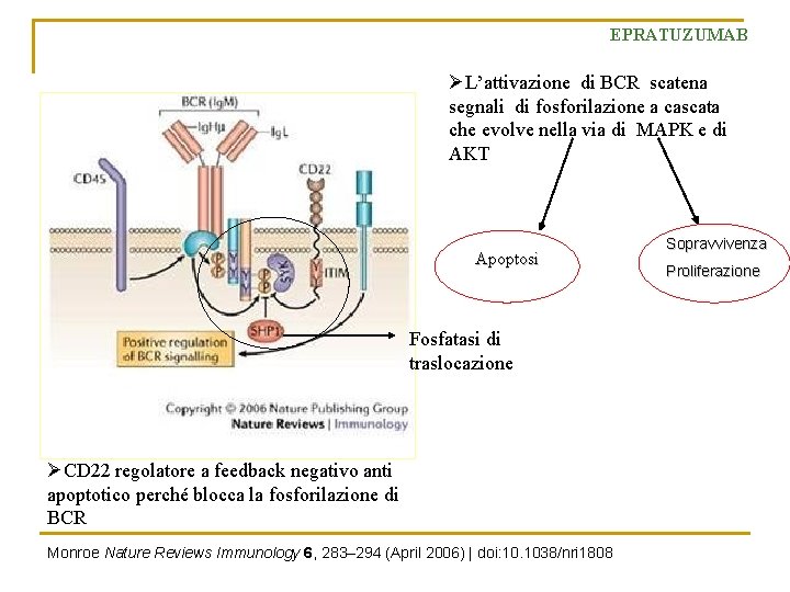 EPRATUZUMAB ØL’attivazione di BCR scatena segnali di fosforilazione a cascata che evolve nella via