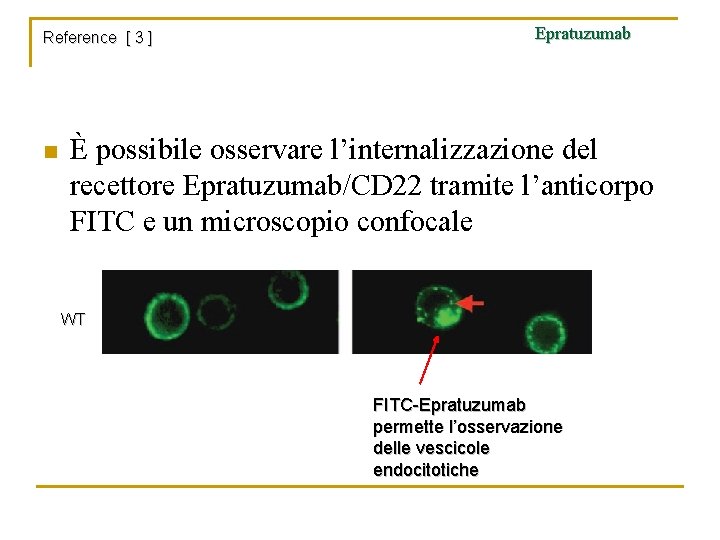 Reference [ 3 ] n Epratuzumab È possibile osservare l’internalizzazione del recettore Epratuzumab/CD 22