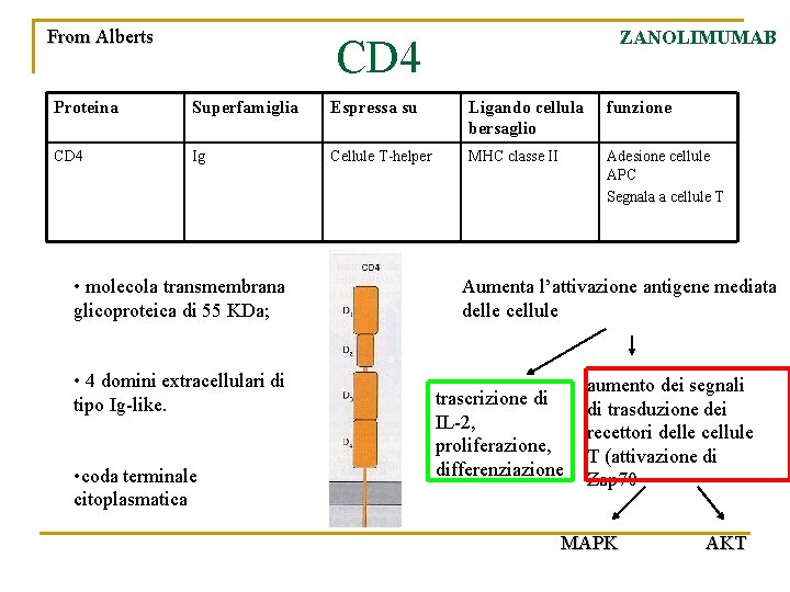 From Alberts ZANOLIMUMAB CD 4 Proteina Superfamiglia Espressa su Ligando cellula bersaglio funzione CD