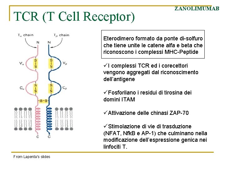 TCR (T Cell Receptor) ZANOLIMUMAB Eterodimero formato da ponte di-solfuro che tiene unite le