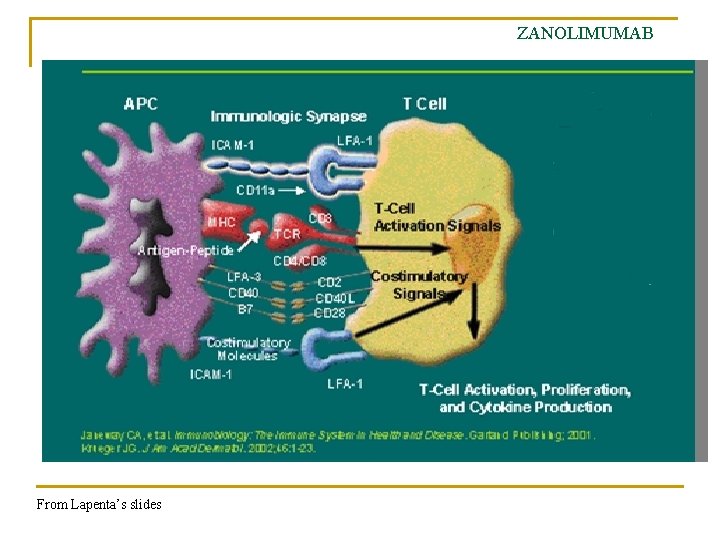 ZANOLIMUMAB From Lapenta’s slides 