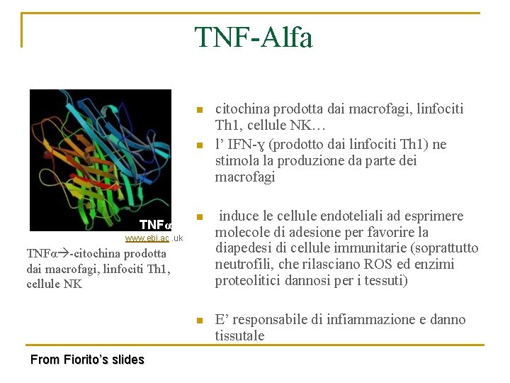  TNF-Alfa n n TNFα n induce le cellule endoteliali ad esprimere molecole di