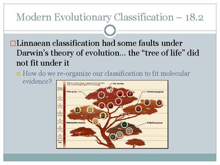 Modern Evolutionary Classification – 18. 2 �Linnaean classification had some faults under Darwin’s theory