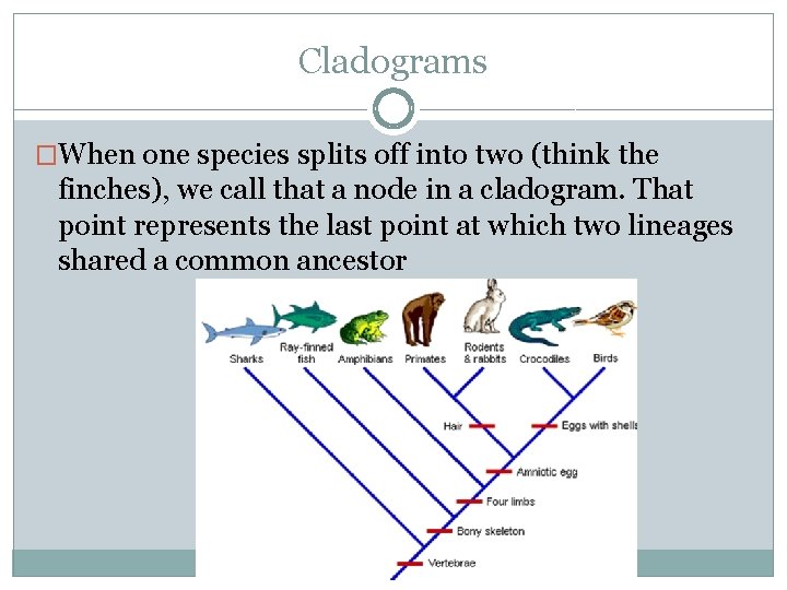 Cladograms �When one species splits off into two (think the finches), we call that