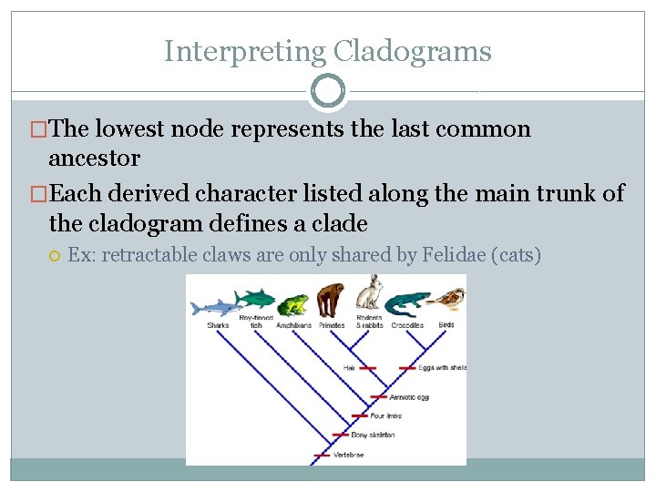 Interpreting Cladograms �The lowest node represents the last common ancestor �Each derived character listed