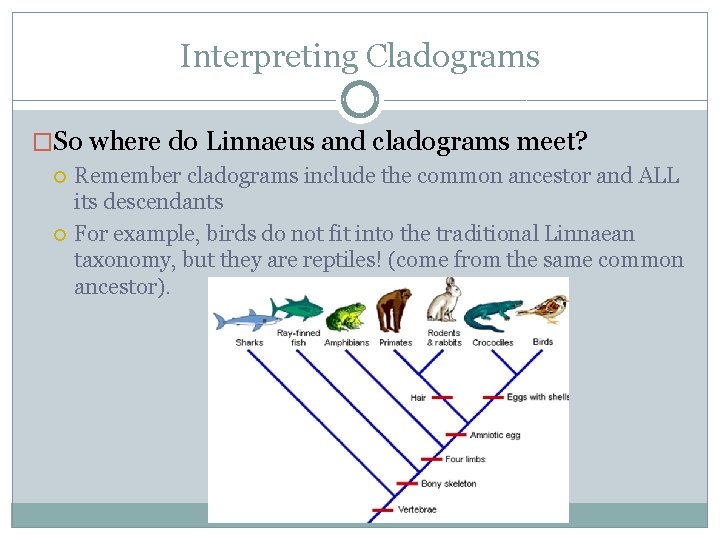 Interpreting Cladograms �So where do Linnaeus and cladograms meet? Remember cladograms include the common