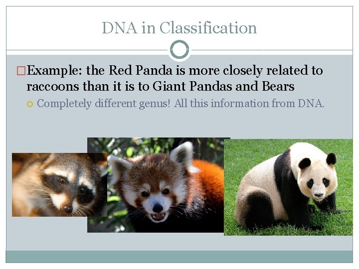 DNA in Classification �Example: the Red Panda is more closely related to raccoons than