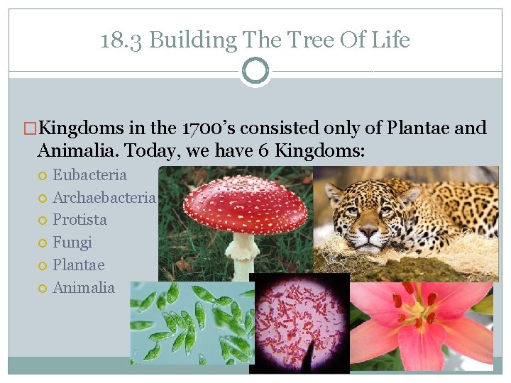 18. 3 Building The Tree Of Life �Kingdoms in the 1700’s consisted only of