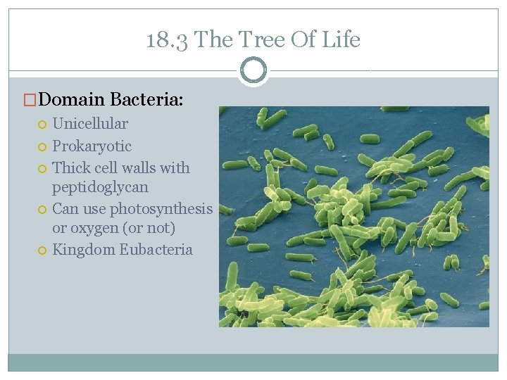 18. 3 The Tree Of Life �Domain Bacteria: Unicellular Prokaryotic Thick cell walls with