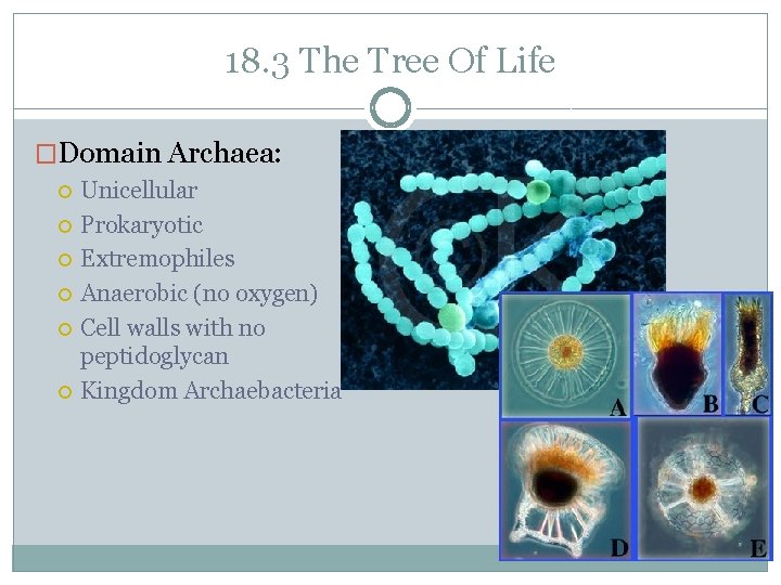 18. 3 The Tree Of Life �Domain Archaea: Unicellular Prokaryotic Extremophiles Anaerobic (no oxygen)