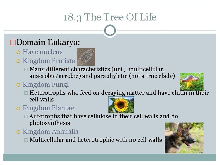 18. 3 The Tree Of Life �Domain Eukarya: Have nucleus Kingdom Protista � Many