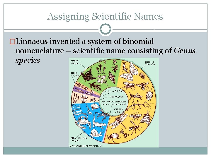 Assigning Scientific Names �Linnaeus invented a system of binomial nomenclature – scientific name consisting