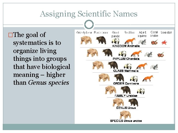 Assigning Scientific Names �The goal of systematics is to organize living things into groups