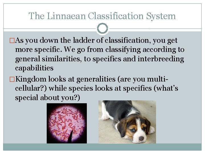 The Linnaean Classification System �As you down the ladder of classification, you get more