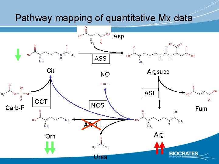 Pathway mapping of quantitative Mx data Asp ASS Cit NO Argsucc ASL Carb-P OCT