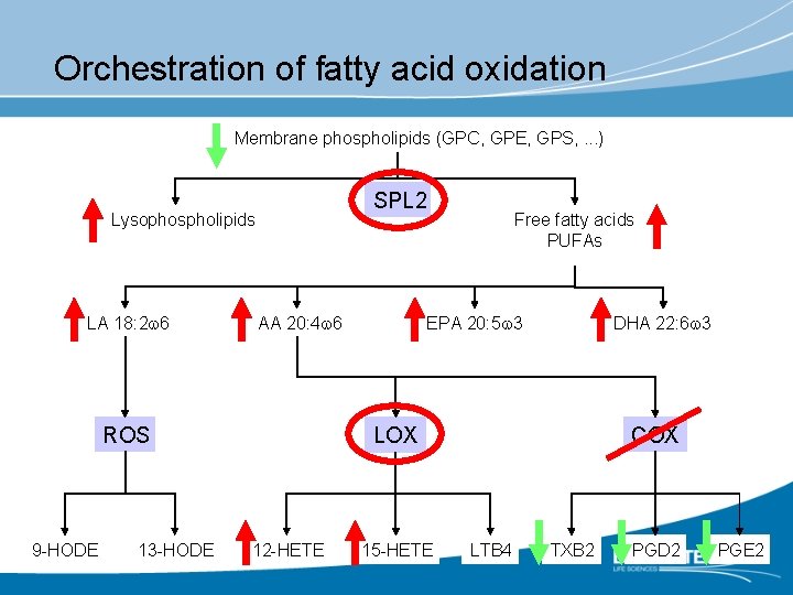 Orchestration of fatty acid oxidation Membrane phospholipids (GPC, GPE, GPS, . . . )