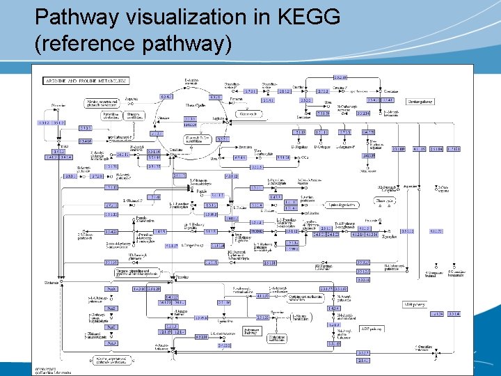 Pathway visualization in KEGG (reference pathway) 