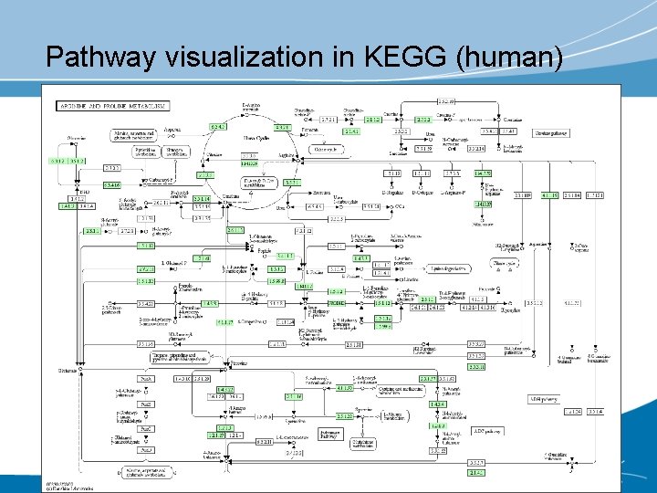 Pathway visualization in KEGG (human) 