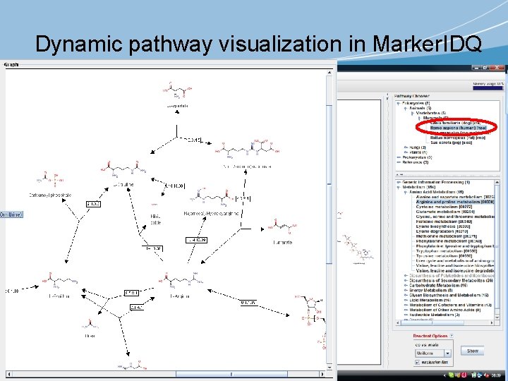 Dynamic pathway visualization in Marker. IDQ 