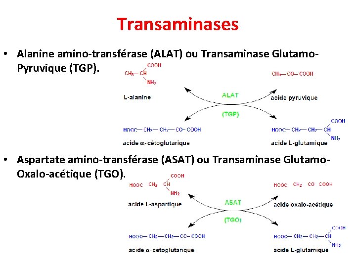 Transaminases • Alanine amino-transférase (ALAT) ou Transaminase Glutamo. Pyruvique (TGP). • Aspartate amino-transférase (ASAT)