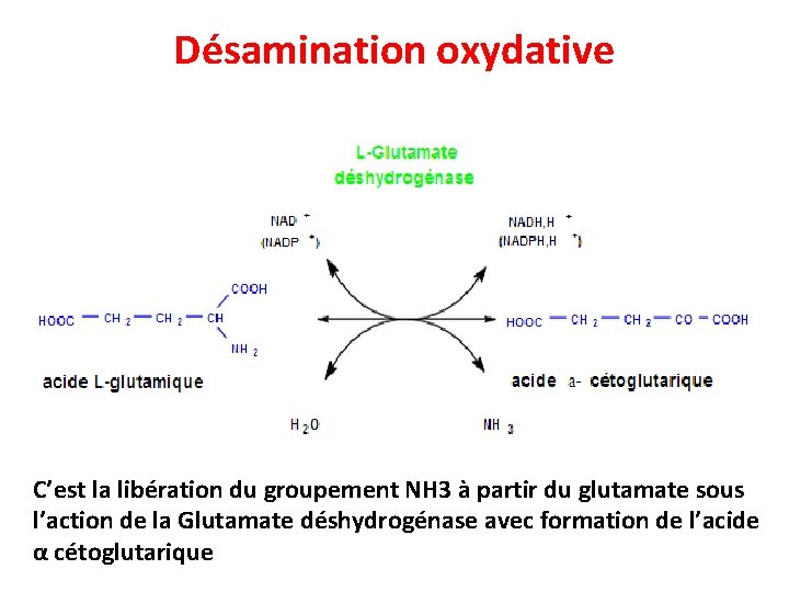 Désamination oxydative C’est la libération du groupement NH 3 à partir du glutamate sous