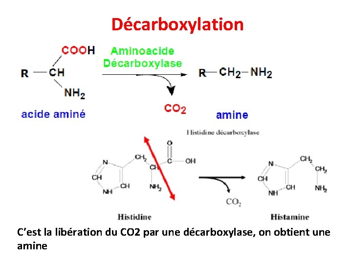 Décarboxylation C’est la libération du CO 2 par une décarboxylase, on obtient une amine