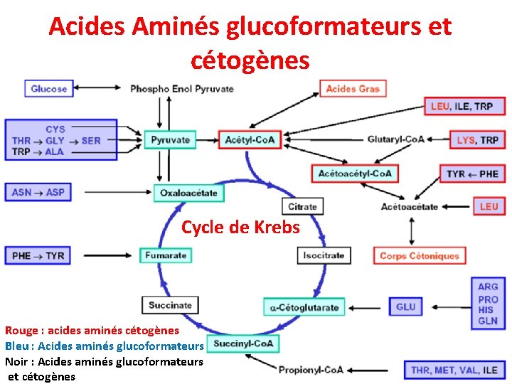 Acides Aminés glucoformateurs et cétogènes Cycle de Krebs Rouge : acides aminés cétogènes Bleu