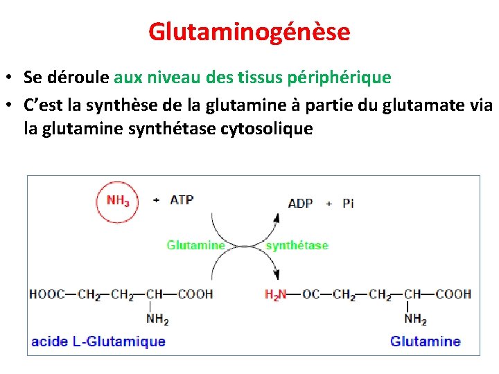 Glutaminogénèse • Se déroule aux niveau des tissus périphérique • C’est la synthèse de