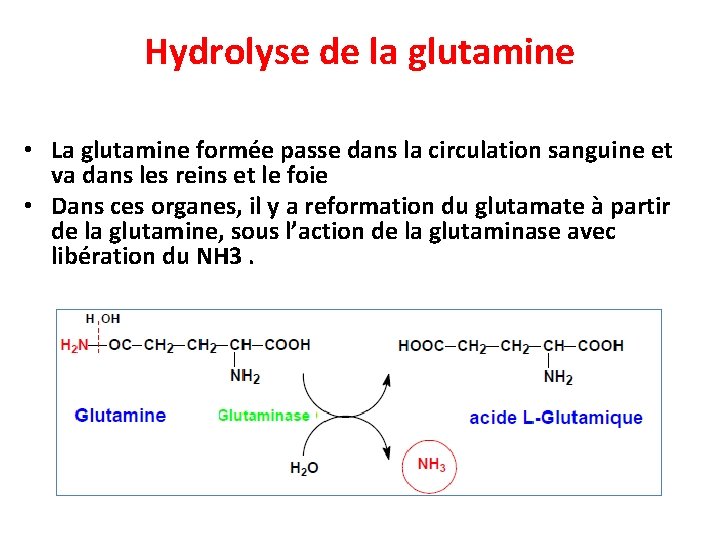 Hydrolyse de la glutamine • La glutamine formée passe dans la circulation sanguine et