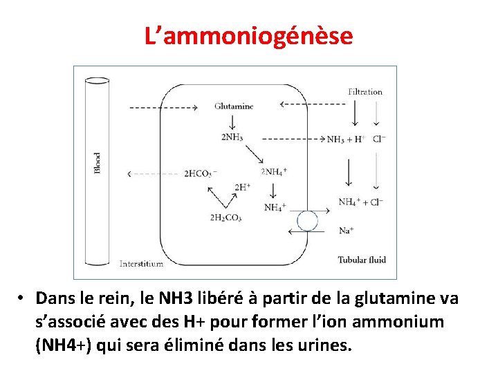 L’ammoniogénèse • Dans le rein, le NH 3 libéré à partir de la glutamine