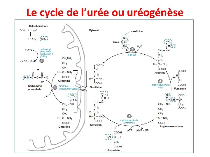 Le cycle de l’urée ou uréogénèse 
