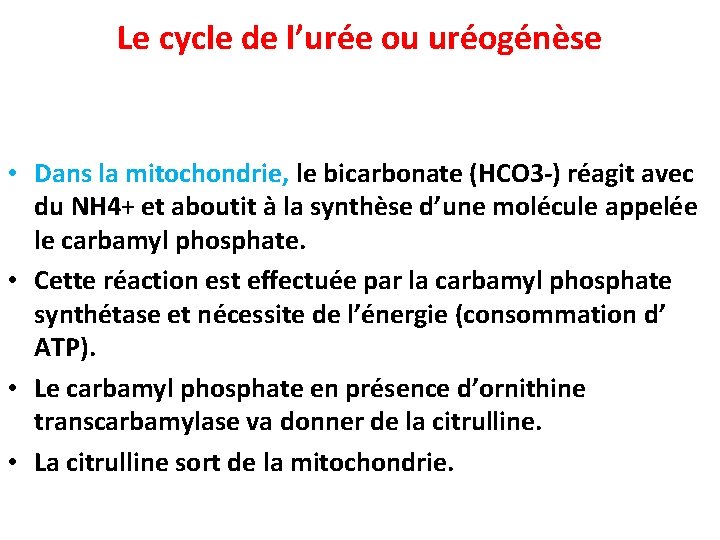 Le cycle de l’urée ou uréogénèse • Dans la mitochondrie, le bicarbonate (HCO 3