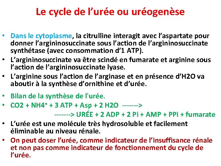 Le cycle de l’urée ou uréogenèse • Dans le cytoplasme, la citrulline interagit avec