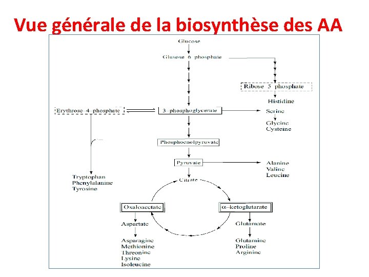 Vue générale de la biosynthèse des AA 