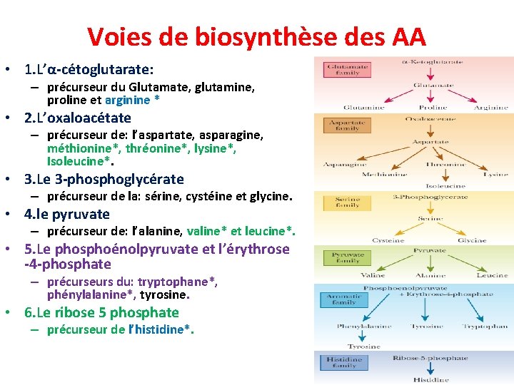 Voies de biosynthèse des AA • 1. L’α-cétoglutarate: – précurseur du Glutamate, glutamine, proline